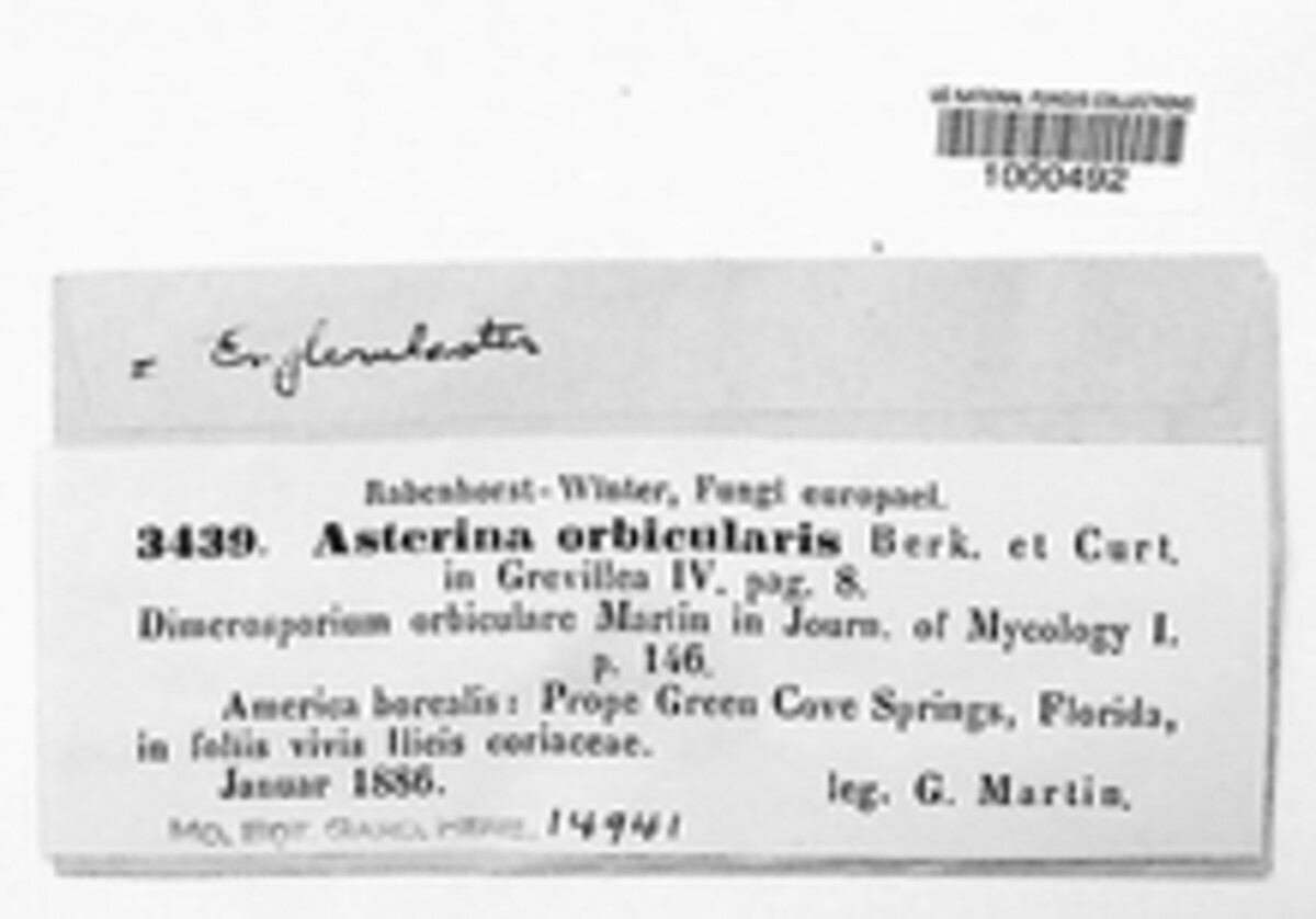 Asterina orbicularis image